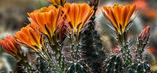 6 beauté et de santé étonnants avantages de la fleur de cactus Photo