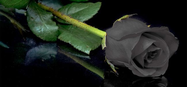 7 plus belles roses noires Photo