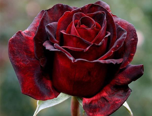beauté rose noire