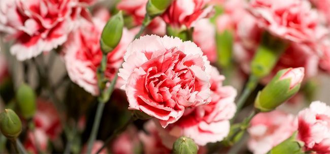 7 plus belles fleurs d'oeillet Photo