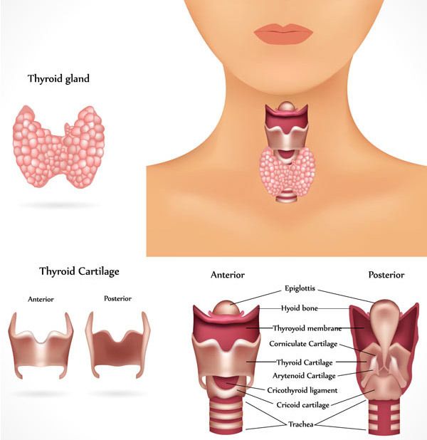 niveaux de la thyroïde