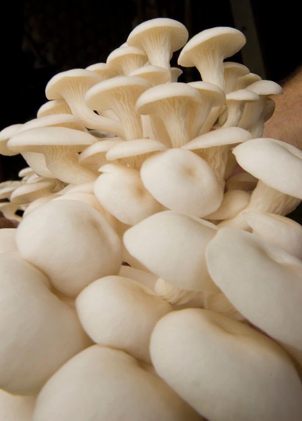 shimeji champignons