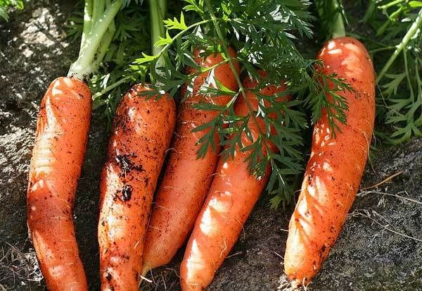 carotte pour la santé