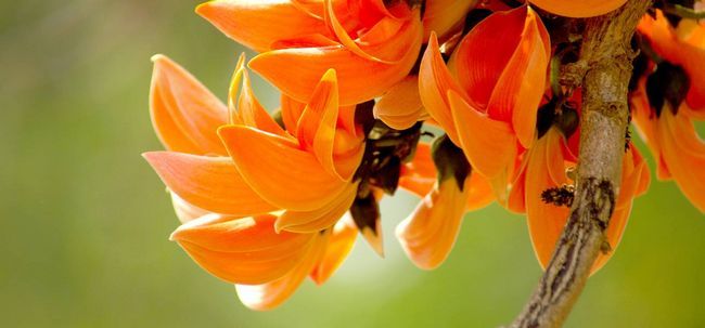 20 plus belles fleurs qui sont couramment disponibles en Inde Photo