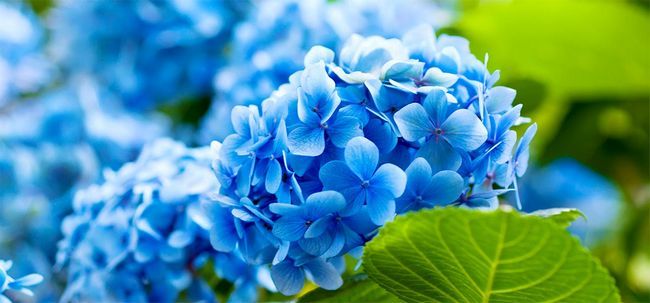 25 plus belles fleurs bleues Photo