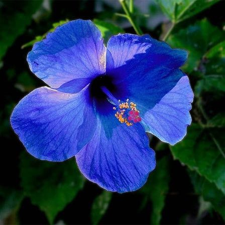 Bleu Fleur d'Hibiscus
