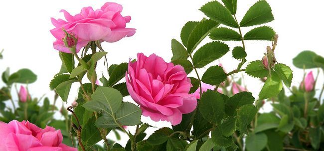 25 plus belles roses roses Photo