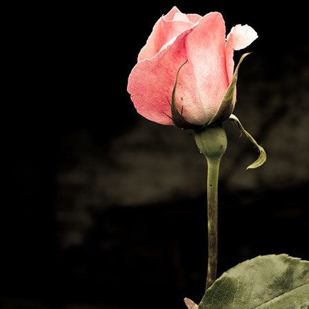 coeur rose valentine