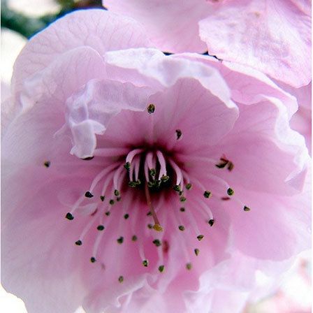 cerisiers fleurs de fleur