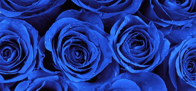 Top 10 des plus belles roses bleues Photo
