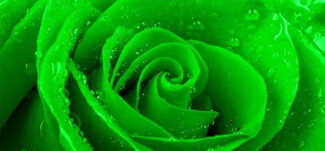 Top 10 des plus belles roses verts Photo