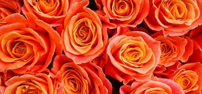 Top 10 des plus belles roses oranges Photo