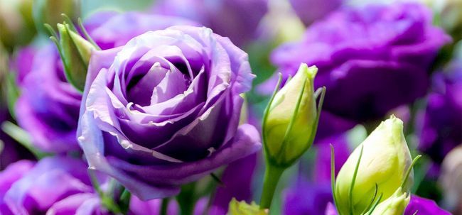 Top 10 des plus belles roses pourpres Photo