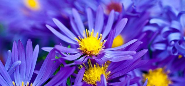 Top 10 des plus belles fleurs violettes Photo
