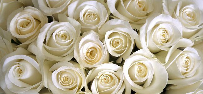 Top 10 des plus belles roses blanches Photo
