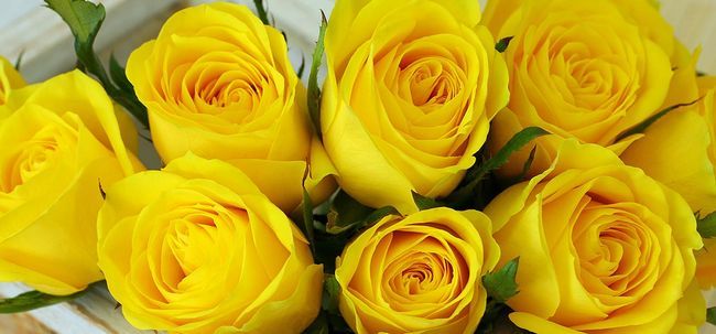 Top 10 des plus belles roses jaunes Photo