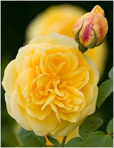 English Rose jaune