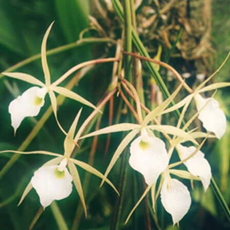 orchidées Brassavola