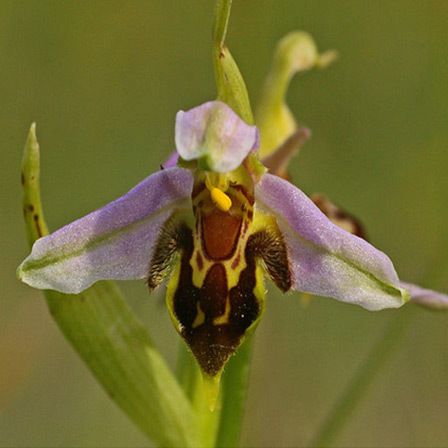 orchidée abeille