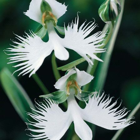 aigrette blanche orchidée