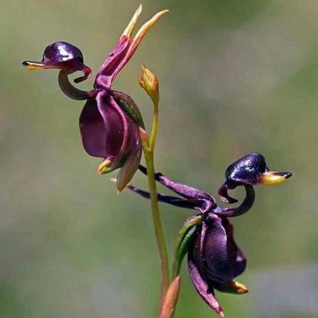 voler orchidée de canard