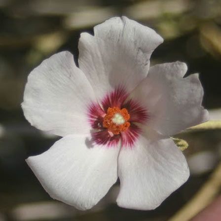 roche hibiscus
