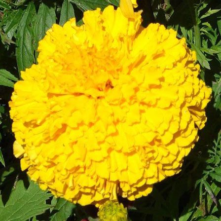 parc's whopper yellow marigold