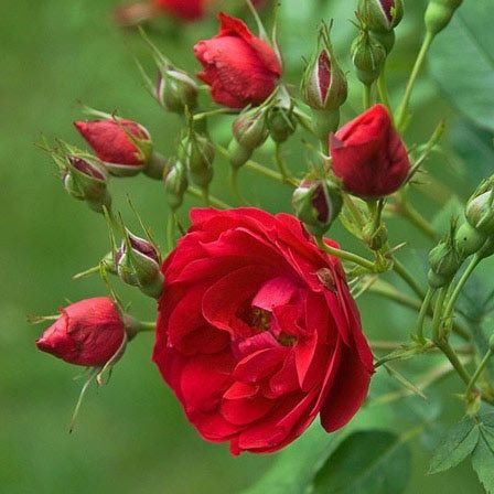 Adelaide Hoodless rose