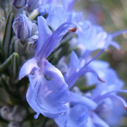 Rosmarinus officinalis bleu toscan