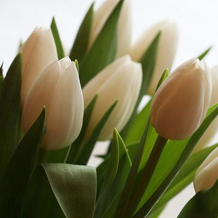 tulipes blanches fleurs