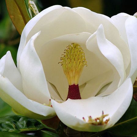 fleurs de jonquilles blanches