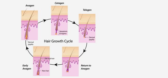 3 Phases du cycle de croissance des cheveux Photo