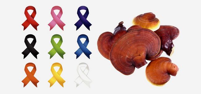 3 types de champignons qui aident à traiter le cancer Photo