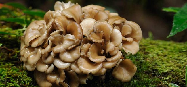 4 Types de champignons médicinaux et leurs propriétés surprenantes Photo
