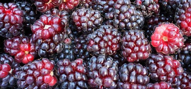 5 avantages étonnants du boysenberries Photo