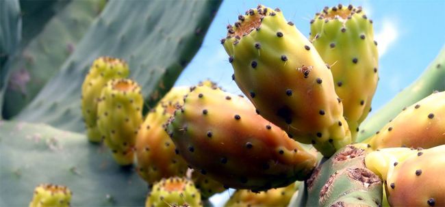 5 avantages pour la santé étonnante de fruits Saguaro Photo