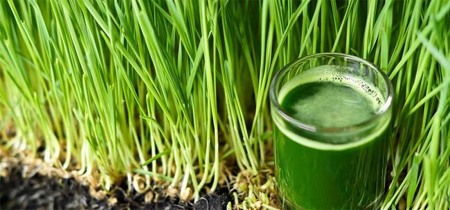 5 meilleurs bienfaits du jus d'herbe de blé pour la peau, les cheveux et la santé Photo