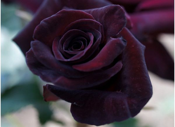 baccara roses noires