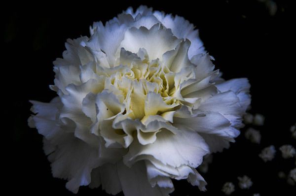 Blanc Carnation
