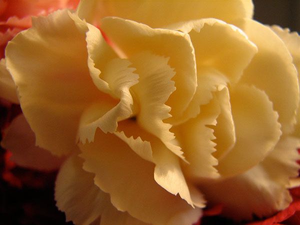 Carnation Jaune