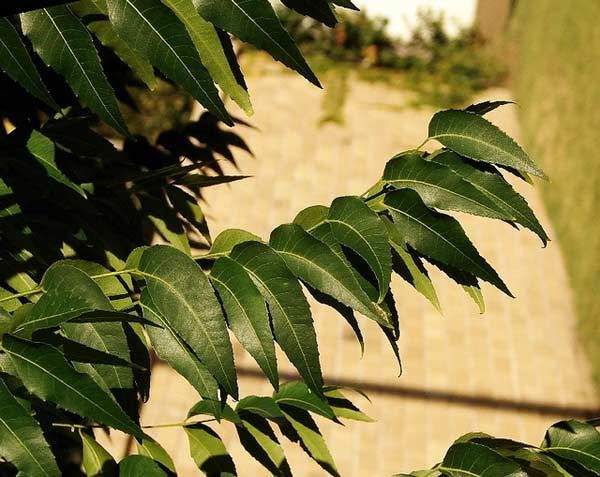 feuilles de neem avantages pour les cheveux