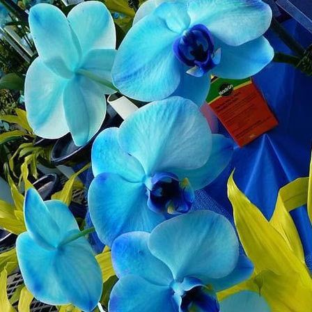 Orchidées bleues