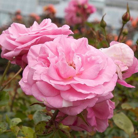 jolie rose rose