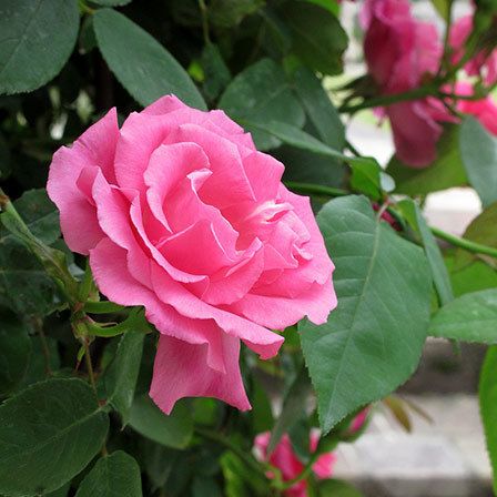 Zéphirine Drouhin rose