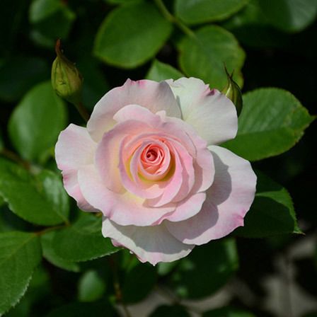 American Beauty fleur rose