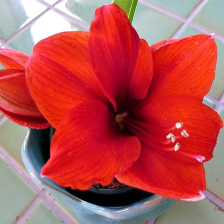 amaryllis fleur