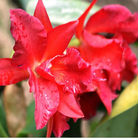 orchidées fleurs rouges
