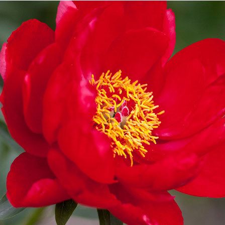 fleurs de pivoine rouge
