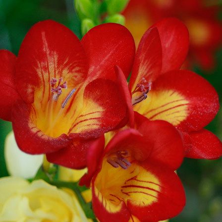 fleurs de freesia rouges