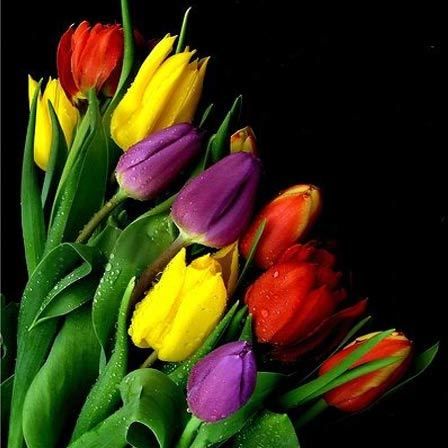 fleurs de tulipes
